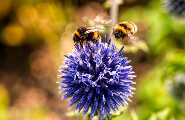 Wybór Domku dla Pszczół Murarek: Wskazówki i Porady